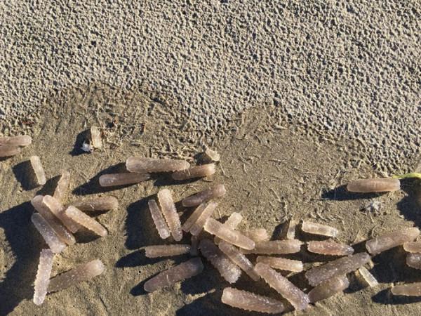 34張罕見動物照：烏龜衝上岸把鳥兒拖下水，山羊大口吞食小雞仔