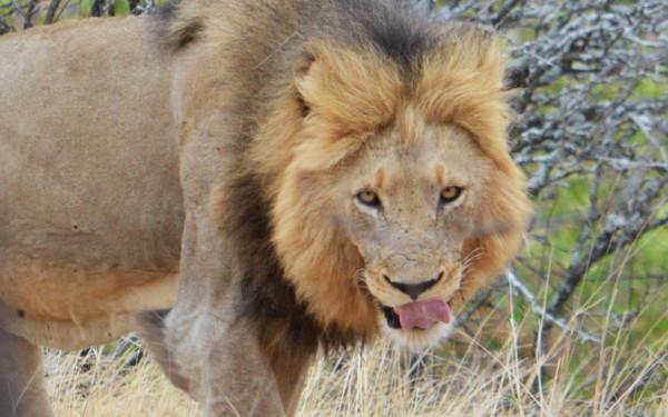 我為何深入野生大地,冒險跟拍猛獸?看近距離視野中它們有多迷人 我為何深入野生大地,冒險跟拍猛獸?看近距離視野中它們有多迷人