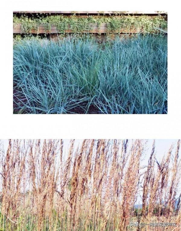 25種觀賞草,觀葉、賞花、好養、皮實,是花園最不可缺少的美景 25種觀賞草,觀葉、賞花、好養、皮實,是花園最不可缺少的美景