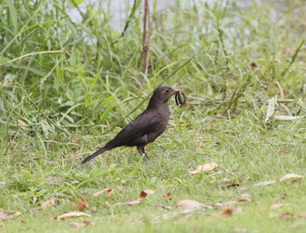 科普 | 城中黑鳥——烏鶇 科普 | 城中黑鳥——烏鶇