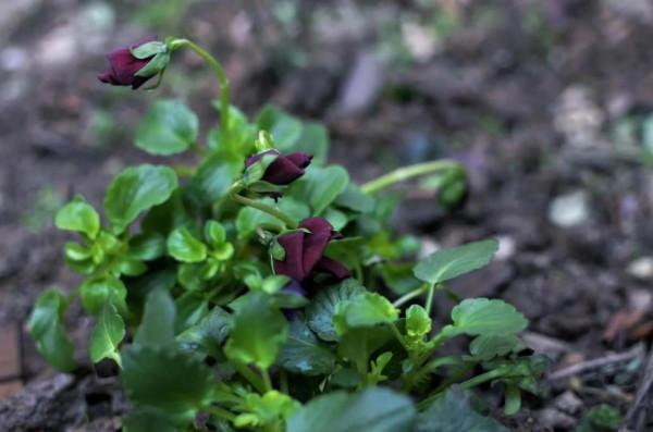 花草種植記錄2022年