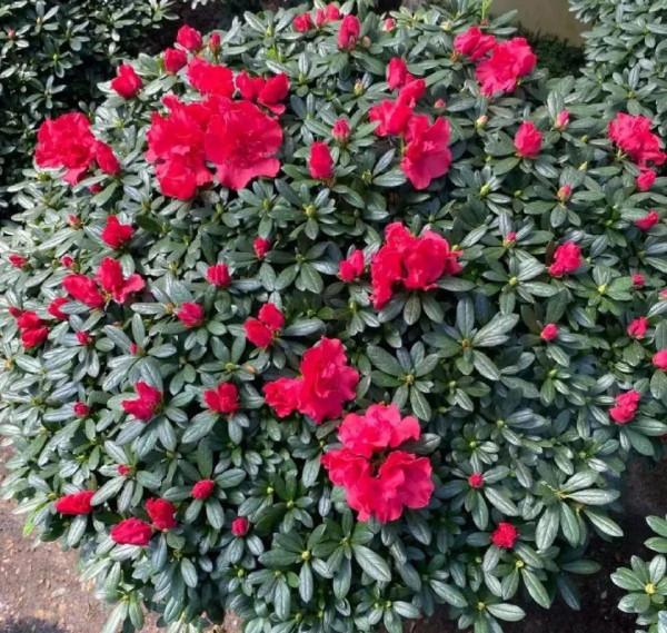 養花一直不開花，給他套個黑塑膠袋，花苞呼呼冒