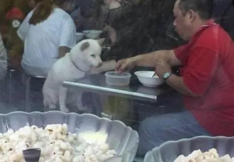帶寵物狗進餐廳,狗狗撒歡撞到上菜服務員,造成食客嚴重燙傷 帶寵物狗進餐廳,狗狗撒歡撞到上菜服務員,造成食客嚴重燙傷