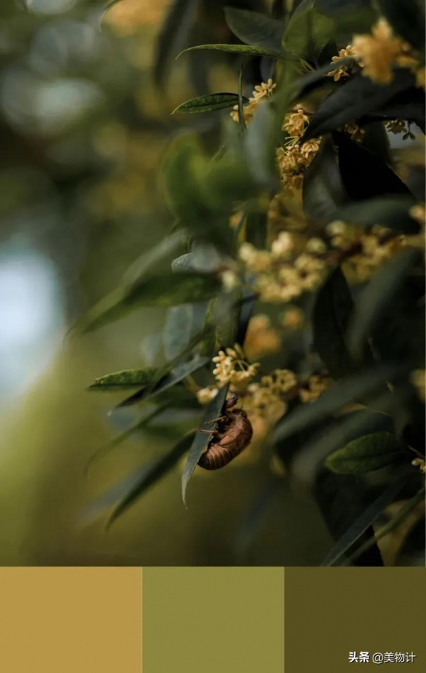 秋天最高階的配色,太美了 秋天最高階的配色,太美了