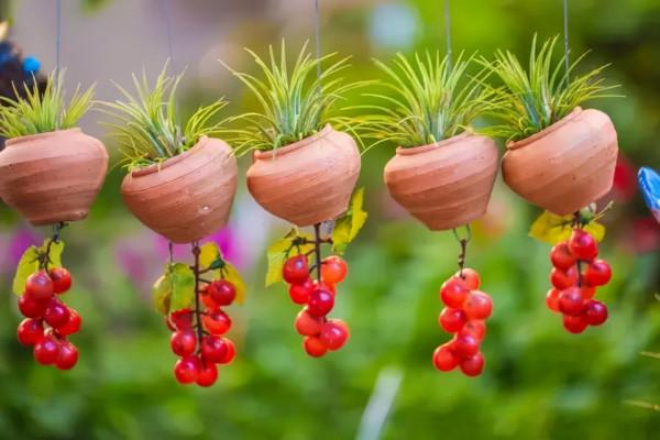 養花並不需要侷限於陽臺，這樣的創意養花，你能想到嗎？