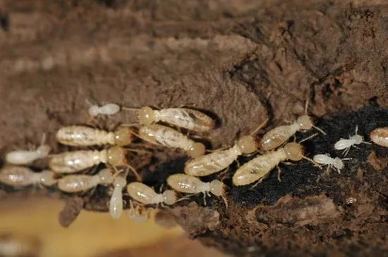 中國常見動植物(動物篇八)