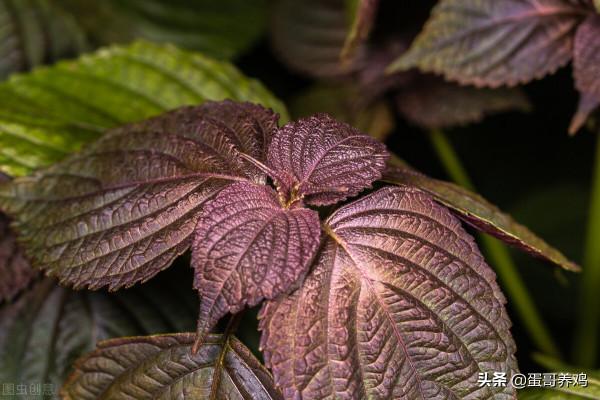 老獸醫：紫蘇全身上下都是寶，這樣用價值高，解決養雞人3大煩惱