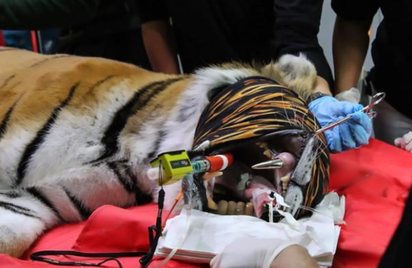 奇葩！給老虎鑲金牙 它以後會不會認為自己是暴發戶