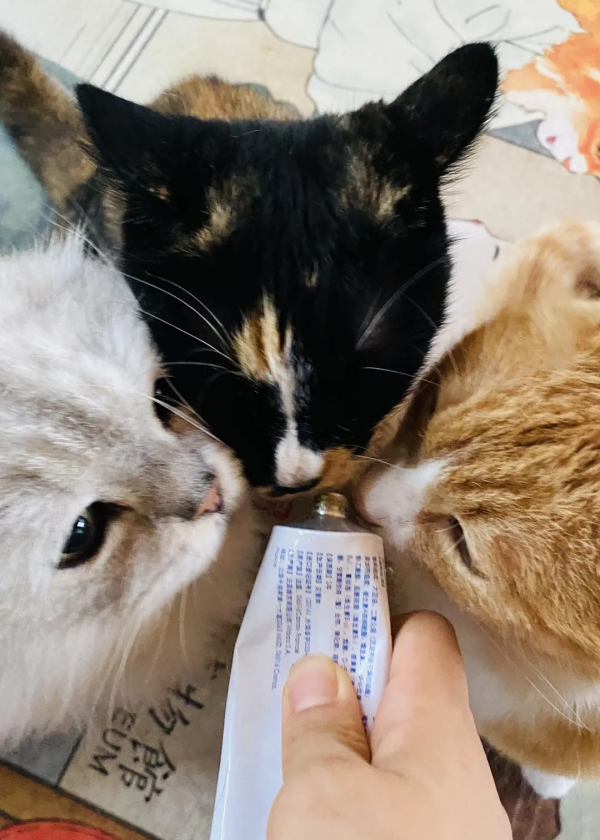 秋天的第一波兒狗糧,受著吧你 秋天的第一波兒狗糧,受著吧你