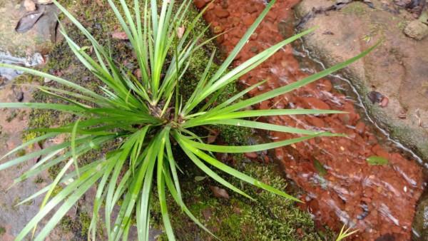 長在石頭上的草,石菖蒲煮水泡腳,鎮靜安神睡好覺 長在石頭上的草,石菖蒲煮水泡腳,鎮靜安神睡好覺