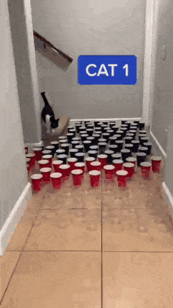 86個難得一見的照片，仙鶴踢飛老鷹，世界最早自拍，鞭腿的力量