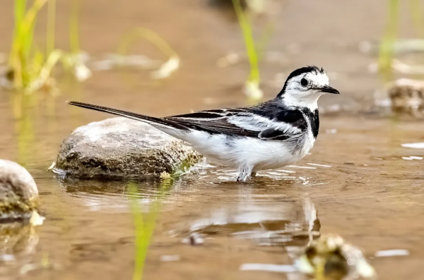 山西鳥類圖鑑 | 白鶺鴒 山西鳥類圖鑑 | 白鶺鴒