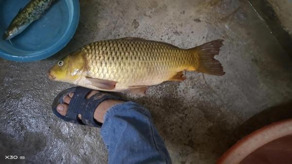 大魚“偷偷”潛入窩裡，會有這些徵兆出現，發現就要警惕起來了