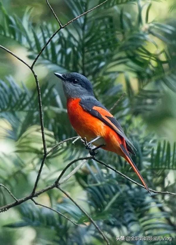 分享——35種罕見的鳥類