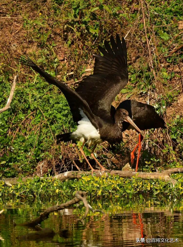 「百將文化」徐永新攝影 | 國家一級保護動物 「百將文化」徐永新攝影 | 國家一級保護動物