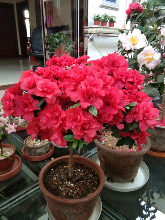 5種&OpenCurlyDoubleQuote;貴氣花&rdquo;，正月大降價，花市逛一圈，撿漏一大堆