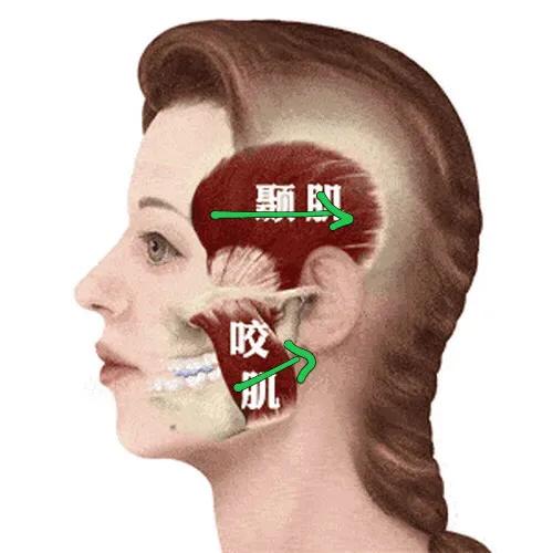 科普 | 顳頜關節病，如何自我按摩治療？