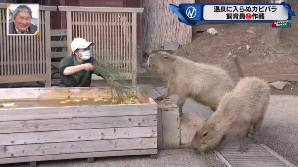 堅持不想泡澡的水豚｜日本冬至泡柚子湯傳統 遊客等了一個多小時