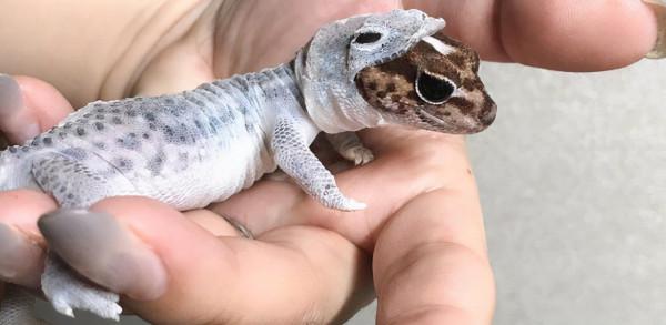 30張罕見的照片，袋鼠在雪地中瘋狂亂跑，老鼠們纏在一起變成鼠王