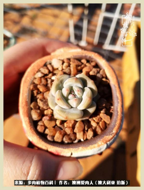 多肉變胖純屬正常,我的變胖卻是工傷 多肉變胖純屬正常,我的變胖卻是工傷