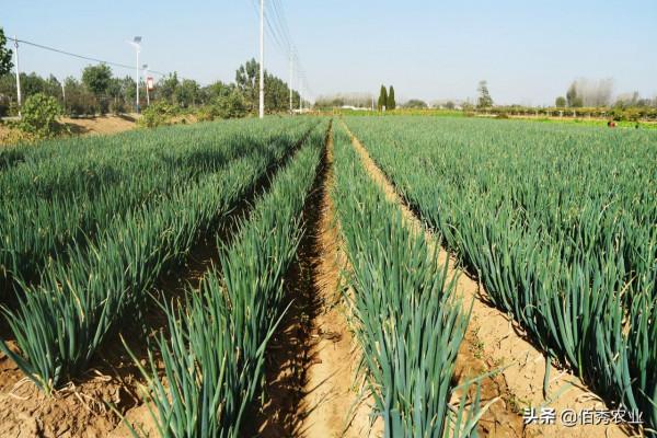 大蔥葉片出現白點幹尖，是哪種原因造成的？農業專家告訴你咋防治