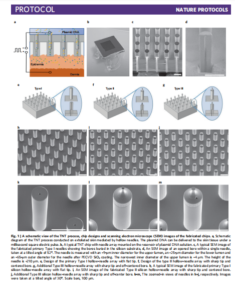 不可思議!只需25步,用一塊晶片就能把面板變成血管、神經細胞 不可思議!只需25步,用一塊晶片就能把面板變成血管、神經細胞