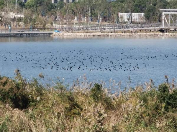 候鳥遷徙高峰 東灘群鳥雲集觀鳥正當時 候鳥遷徙高峰 東灘群鳥雲集觀鳥正當時