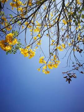 黃鐘木，一年四季美不同，春暖花開時最亮，金黃色鐘形花美爆了