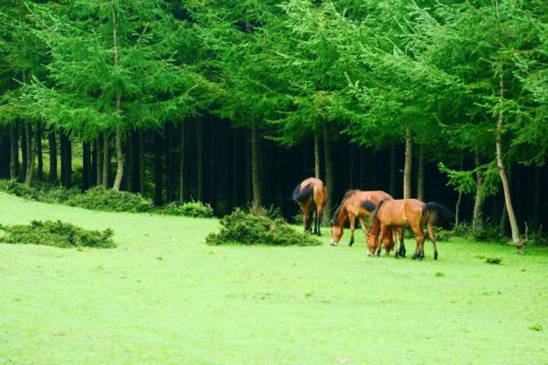國慶小長假,朝天這個地方一定要去,植被茂盛,綠樹成蔭 國慶小長假,朝天這個地方一定要去,植被茂盛,綠樹成蔭