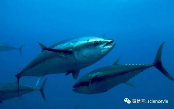 假如海水不是鹹的世界會變成怎樣? 假如海水不是鹹的世界會變成怎樣?