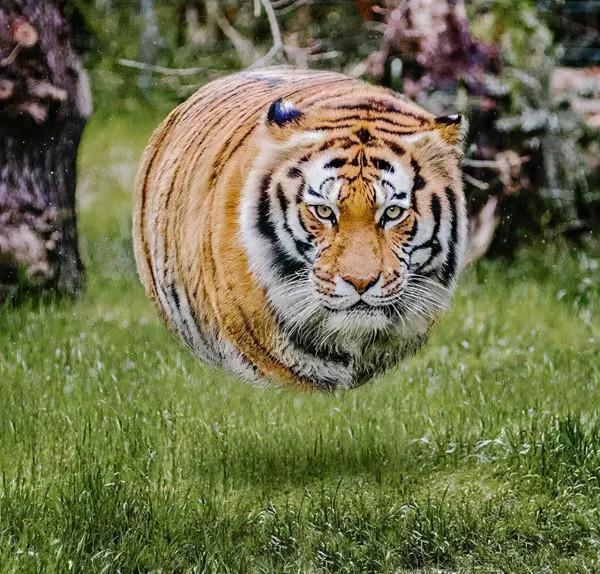 救命!國寶熊貓困在PS裡面了 救命!國寶熊貓困在PS裡面了