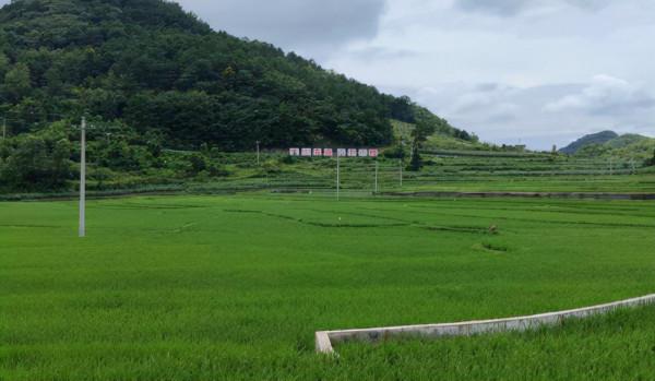 糧食安全黨政同責成效突出 | 貴州糧食總產量奪得大豐收