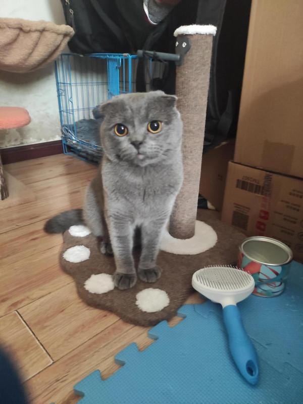 折耳貓怎麼才能讓它們減輕疼痛