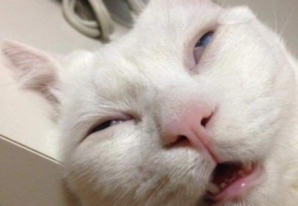 將迷惑沙雕進行到底 網友分享貓貓千奇百怪的睡姿 將迷惑沙雕進行到底 網友分享貓貓千奇百怪的睡姿