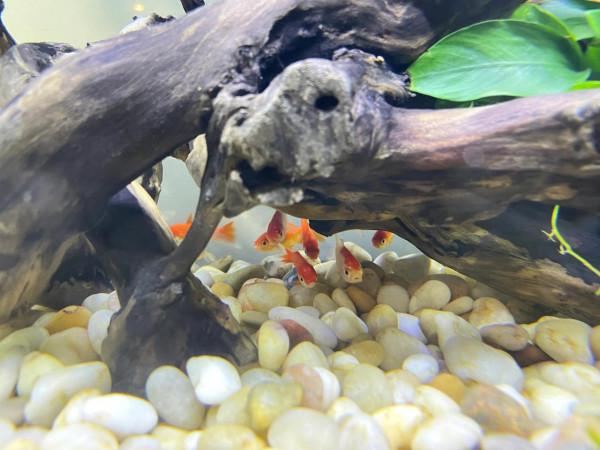 魚缸造景，小白技術