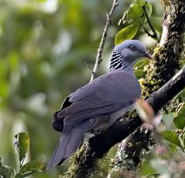 “嗓之眼”最大的鴿子小笠原雜色林鴿，和能“復活”的白喉秧雞