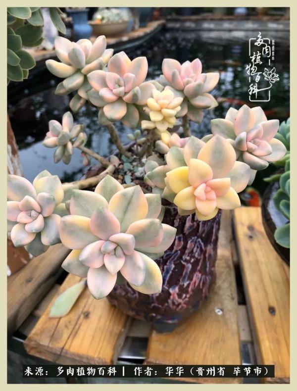 我的造園之夢：鮮花、多肉、錦鯉，這才是樓頂花園該有的樣子