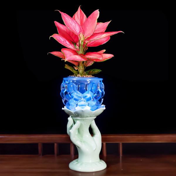 稀有觀葉植物-植物非試管高效快繁吉利紅 稀有觀葉植物-植物非試管高效快繁吉利紅