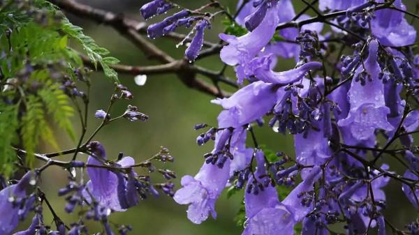 藍花楹～葉、花、果別具特色，具有很好的觀賞效果