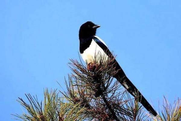 七十年代農村那些熟悉的鳥兒