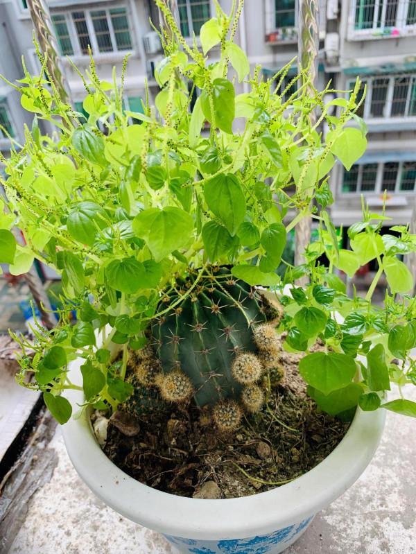 陽臺小植物 陽臺小植物