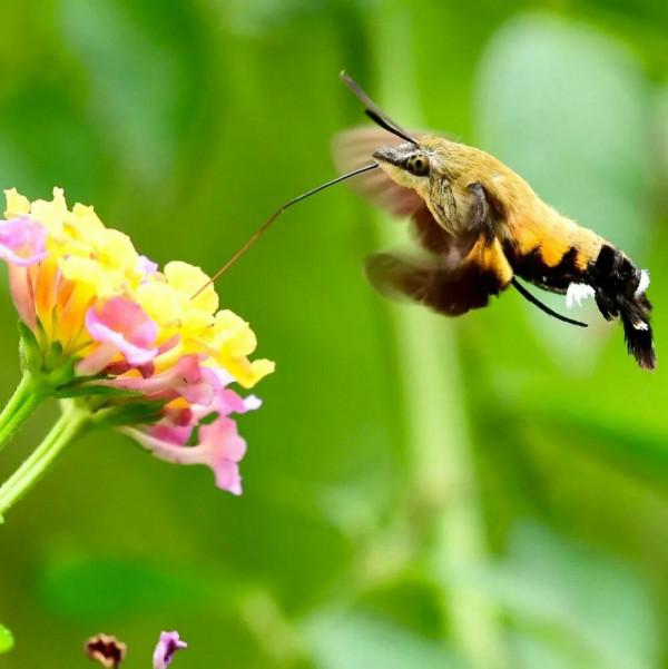 100幅美麗的鳥圖欣賞