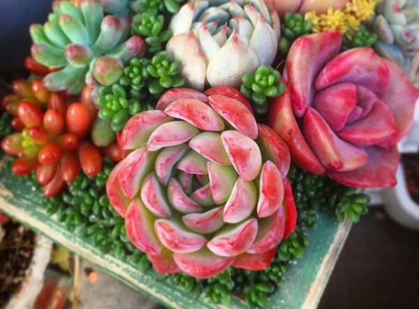12月養多肉“拼盤”，套個“小罩子”，葉片照舊肥美多彩，惹人愛