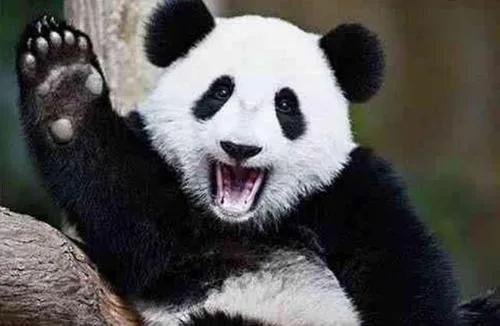 下輩子做中國熊貓 下輩子做中國熊貓