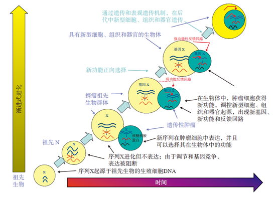 腫瘤新功能化介導進化的假說