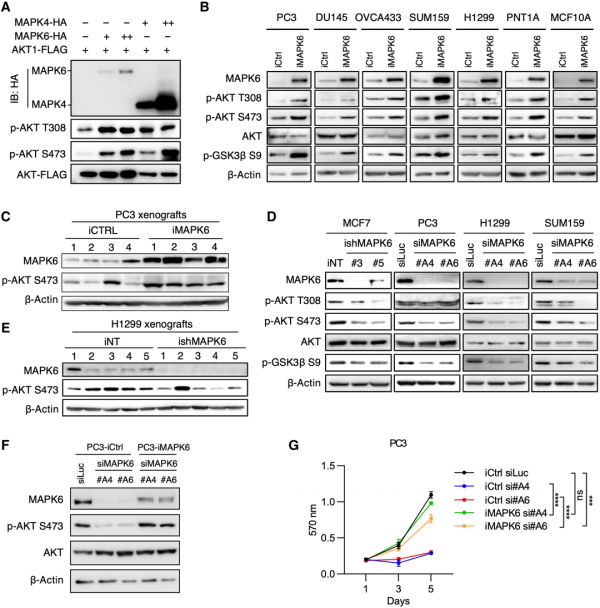 「Science子刊」貝勒醫學院楊峰博士及團隊發現MAPK6基因能促進癌症生長，靶向MAPK6為癌症提供有效的治療策略