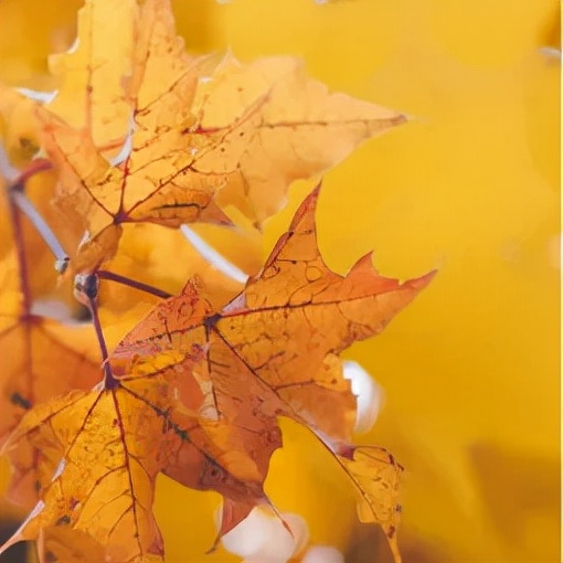 【網路中國節 · 中秋】“雙節”來正定千萬不要玩手機