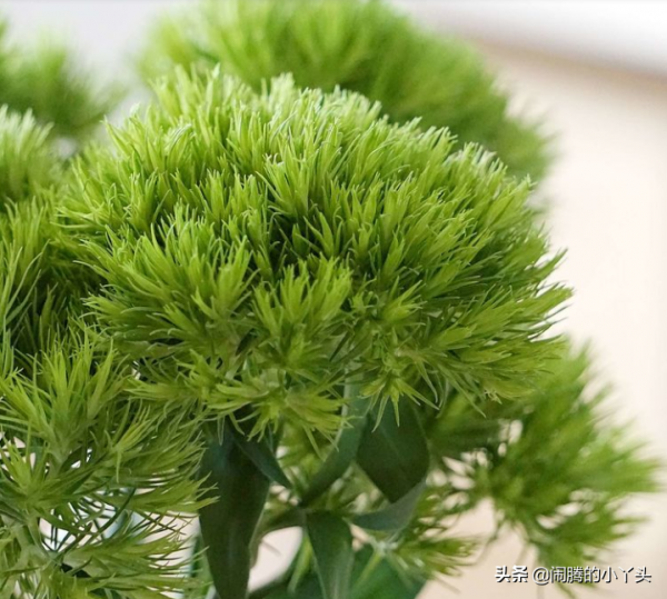 綠毛球憨態可掬,毛茸茸堅強不屈 綠毛球憨態可掬,毛茸茸堅強不屈