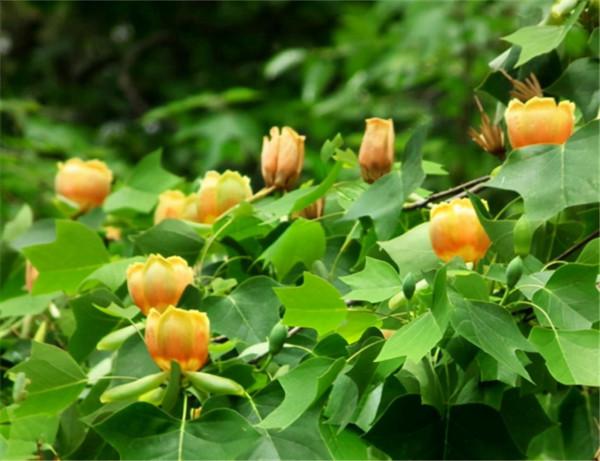 100種常見植物圖鑑,出門識花不再難,適合給小孩子做科普範文 100種常見植物圖鑑,出門識花不再難,適合給小孩子做科普範文