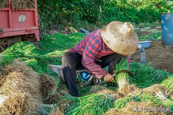 韭菜要高產,養根是關鍵!韭菜根系養的好,長勢健壯又豐收 韭菜要高產,養根是關鍵!韭菜根系養的好,長勢健壯又豐收